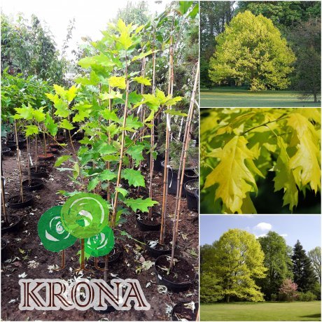 Саджанці купити Дуб червоний (Quercus rubra) "Aurea" /Н 200 см+/ контейнер С10 L