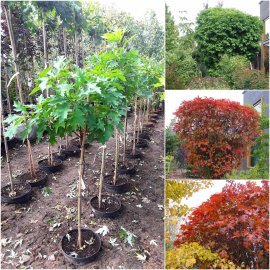 Дуб болотний (Quercus palustris) "Isabel" /Stam 80-100 см/контейнер С10 L