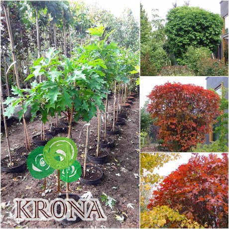 Саджанці купити Дуб болотний (Quercus palustris) "Isabel" /Stam 80-100 см/контейнер С10 L