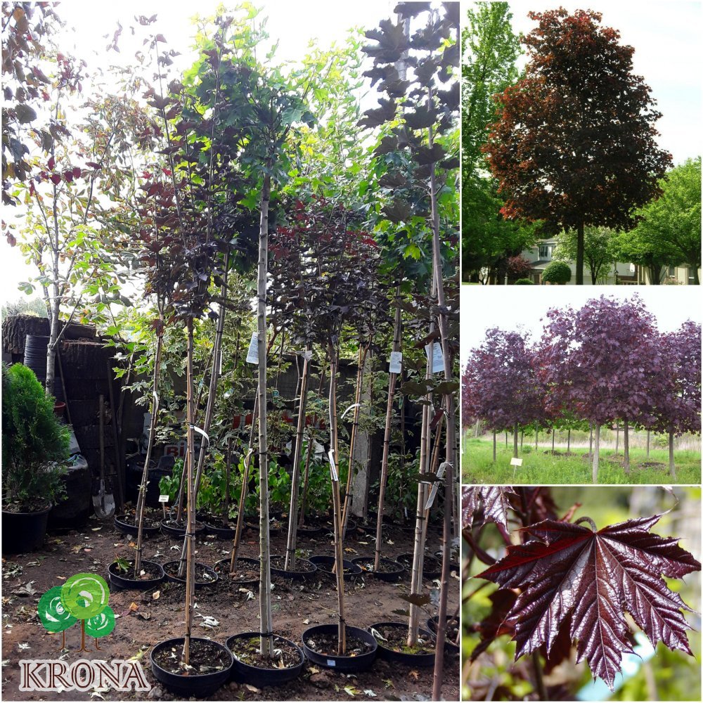 Саджанці купити Клен гостролистий (Acer platanoides) "Crimson King Globe" /Stam 140-160 см/контейнер С20 L