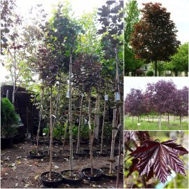 Клен гостролистий (Acer platanoides) "Crimson King Globe" /Stam 140-160 см/контейнер С20 L