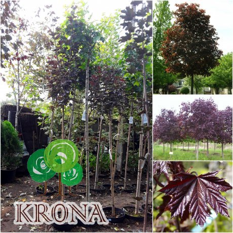 Саджанці купити Клен гостролистий (Acer platanoides) "Crimson King Globe" /Stam 140-160 см/контейнер С20 L