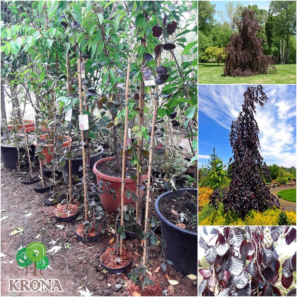 Саджанці купити Бук лісовий (Fagus sylvatica) "Purple Fountain" /Н 100-120 см/контейнер С7.5 L