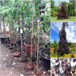 Бук лісовий (Fagus sylvatica) "Purple Fountain" /Н 100-120 см/контейнер С7.5 L