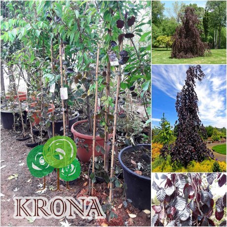 Саджанці купити Бук лісовий (Fagus sylvatica) "Purple Fountain" /Н 100-120 см/контейнер С7.5 L