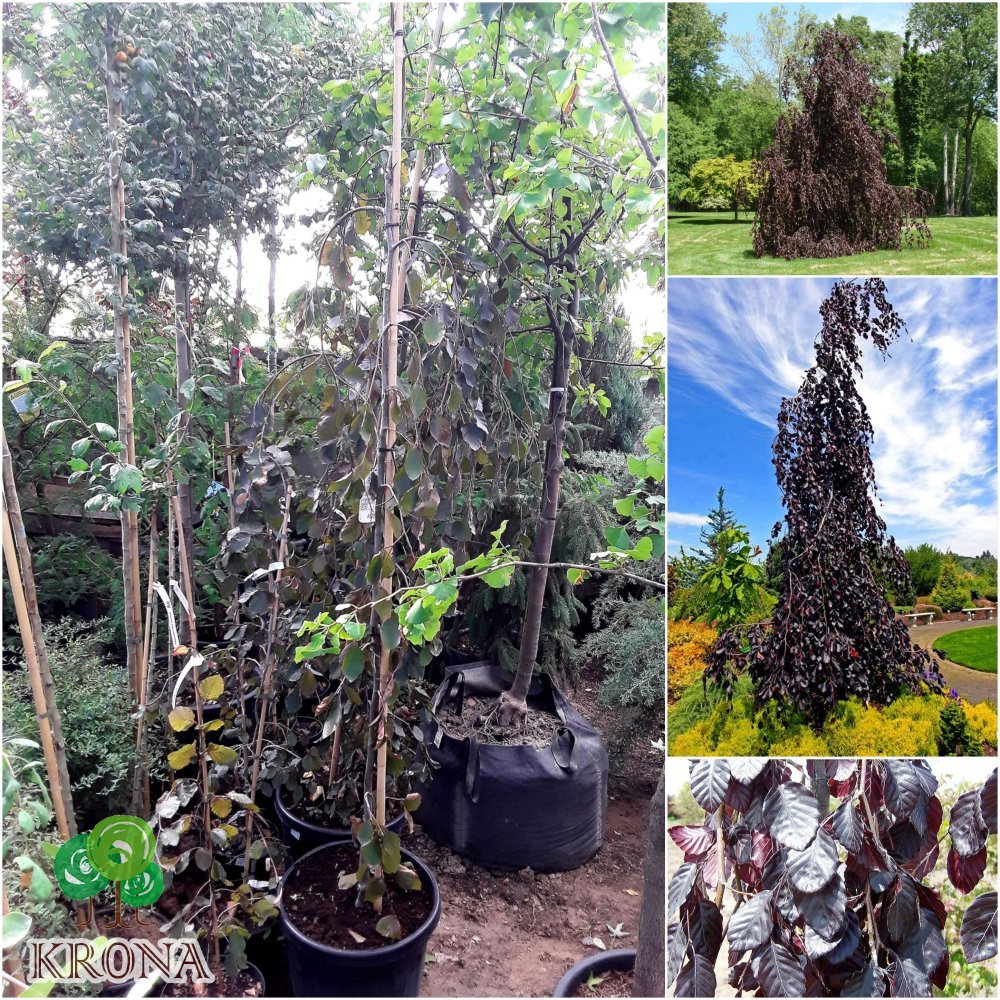 Саджанці купити Бук лісовий (Fagus sylvatica) "Purple Fountain" /Н 200-220 см/контейнер С12 L