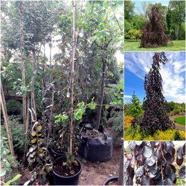 Бук лісовий (Fagus sylvatica) "Purple Fountain" /Н 200-220 см/контейнер С12 L