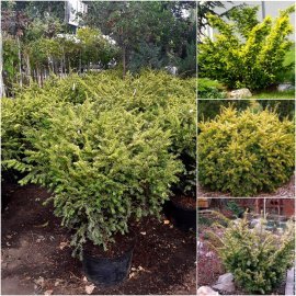 Тис ягідний (Taxus baccata) "Elegantissima" / H 120хD170 см / контейнер С160 L