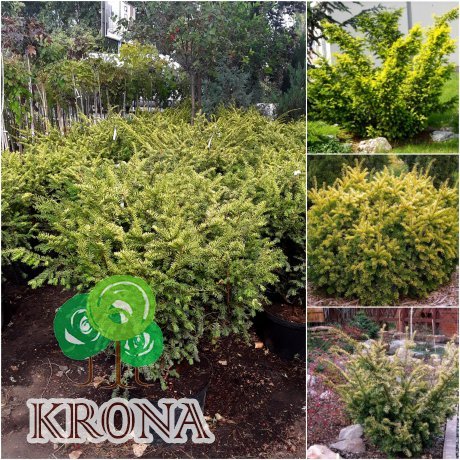 Саджанці купити Тис ягідний (Taxus baccata) "Elegantissima" / H 120хD170 см / контейнер С160 L