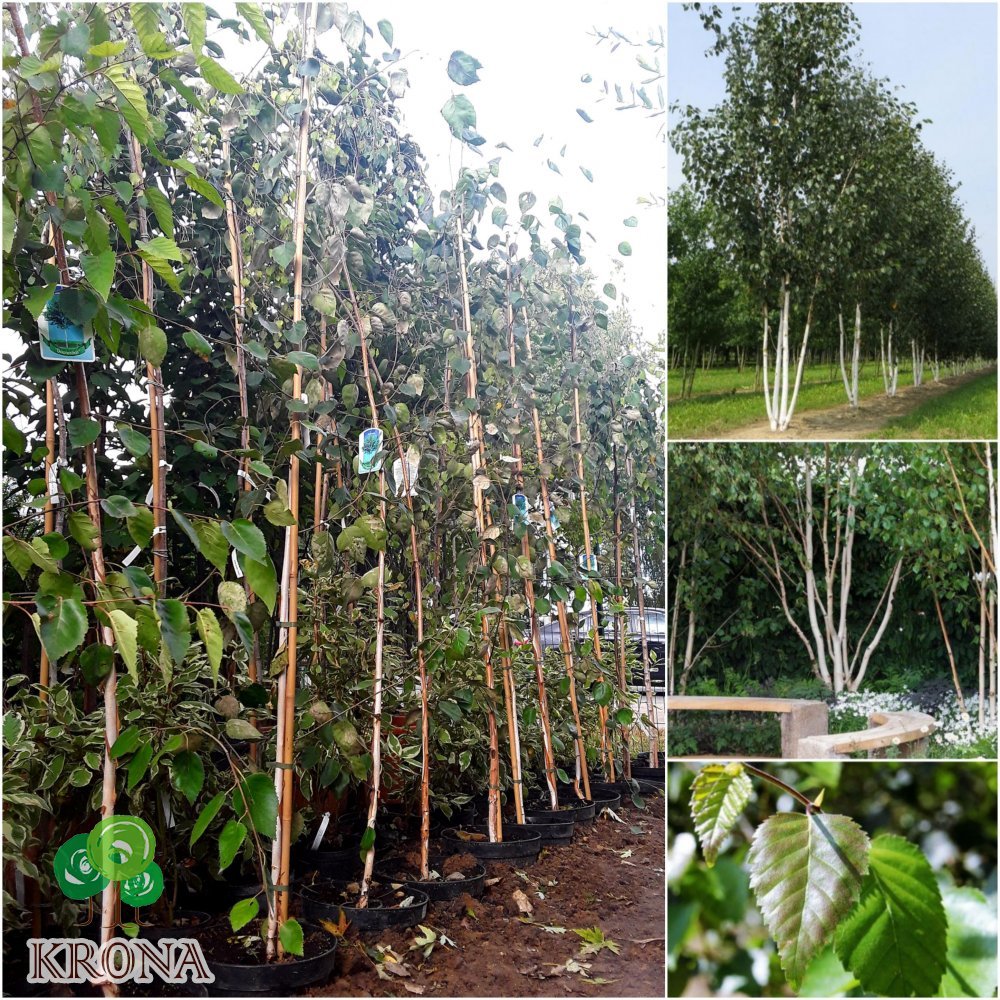 Саджанці купити Береза корисна (Betula utilis) "Doorenbos" /Н 350 см/контейнер С10 L