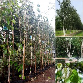 Береза корисна (Betula utilis) "Doorenbos" /Н 350 см/контейнер С10 L