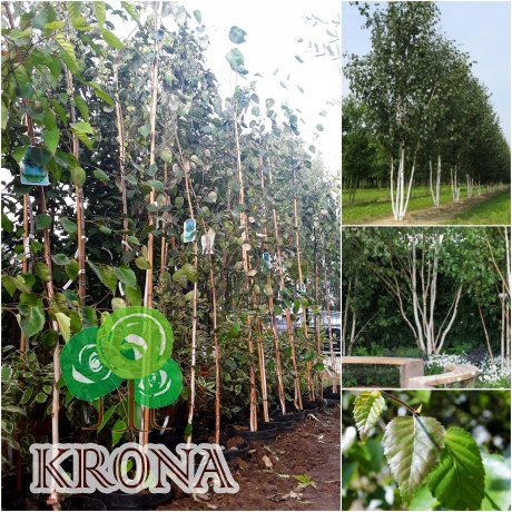 Саджанці купити Береза корисна (Betula utilis) "Doorenbos" /Н 350 см/контейнер С10 L
