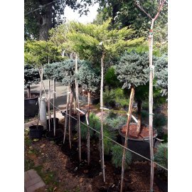 Ялівець горизонтальний (Juniperus horizontalis) "Limeglow"/Stam 120-140 см/С 15 L
