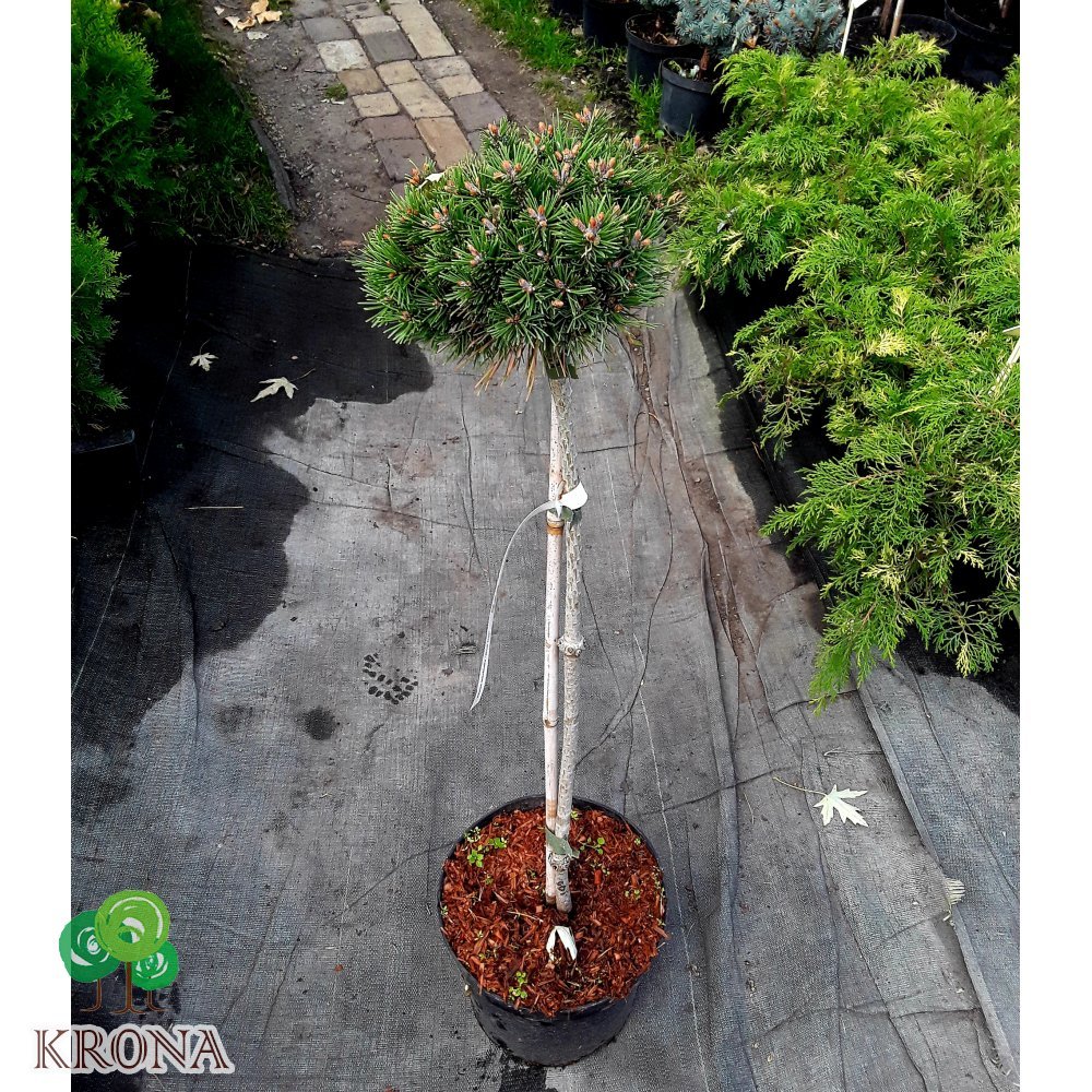 Саджанці купити Сосна гачкувата (Pinus uncinata) "Bozi Dar"/Stam 60-80 см/контейнер С5 L