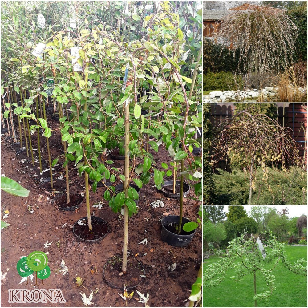 Саджанці купити Верба козяча (Salix caprea) "Curly Locks" /Stam 120 см/ контейнер С5 L