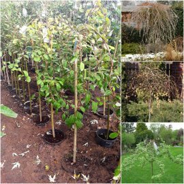 Верба козяча (Salix caprea) "Curly Locks" /Stam 120 см/ контейнер С5 L