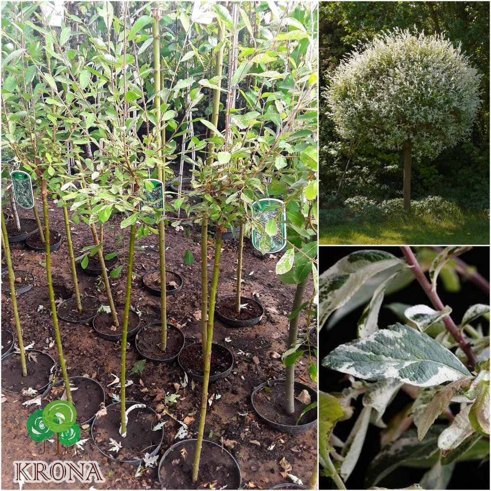 Саджанці купити Верба попеляста/сіра (Salix cinerea) "Tricolor"/Stam 100 см/контейнер С3 L