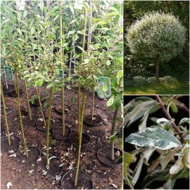 Верба попеляста/сіра (Salix cinerea) "Tricolor"/Stam 100 см/контейнер С3 L