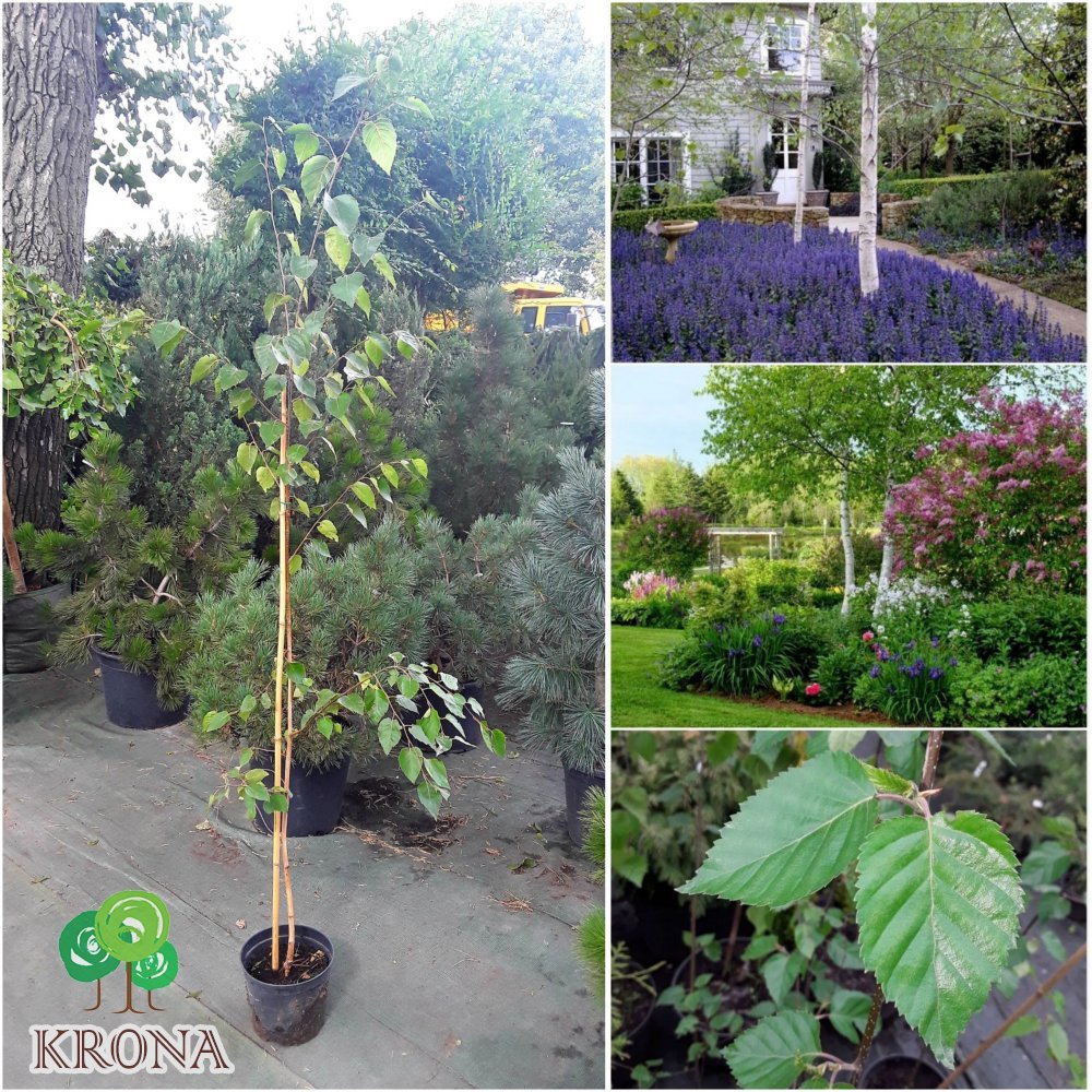 Саджанці купити Береза корисна (Betula papyrifera) "Jackemonti" / H 210-230 см / контейнер