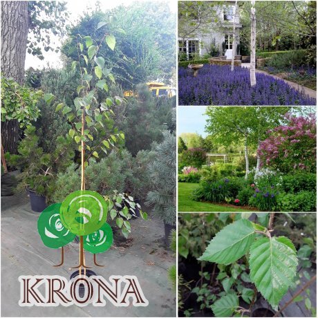 Саджанці купити Береза корисна (Betula papyrifera) "Jackemonti" / H 210-230 см / контейнер