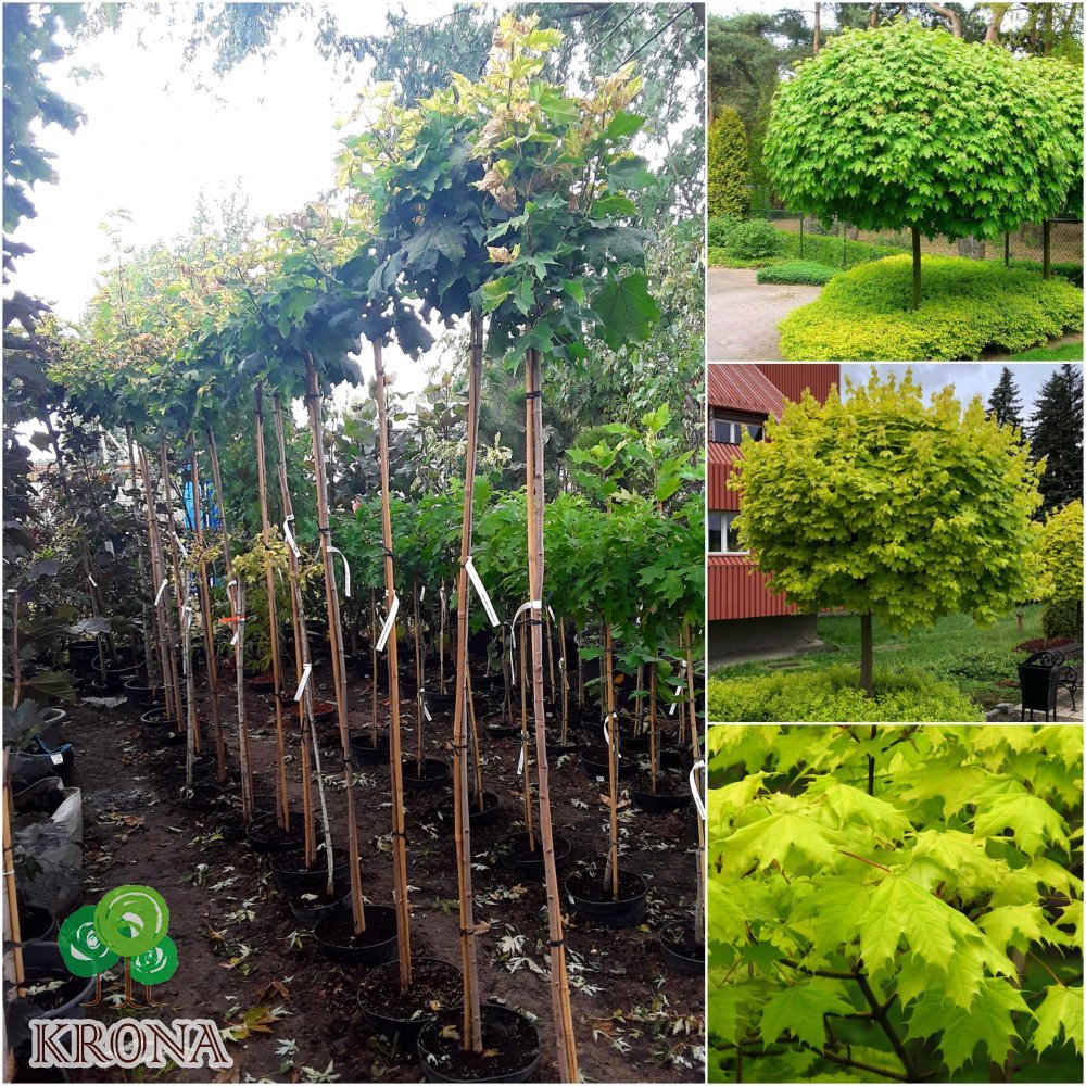 Саджанці купити Клен гостролистий (Acer platanoides) "Golden Globe" /Stam 160-180 см/контейнер С10 L