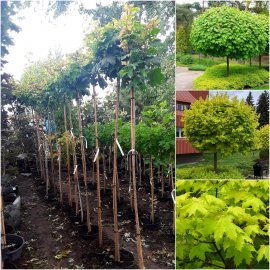 Клен гостролистий (Acer platanoides) "Golden Globe" /Stam 160-180 см/контейнер С10 L