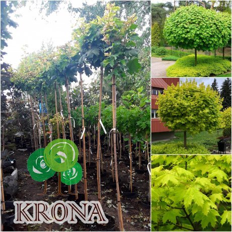 Саджанці купити Клен гостролистий (Acer platanoides) "Golden Globe" /Stam 160-180 см/контейнер С10 L