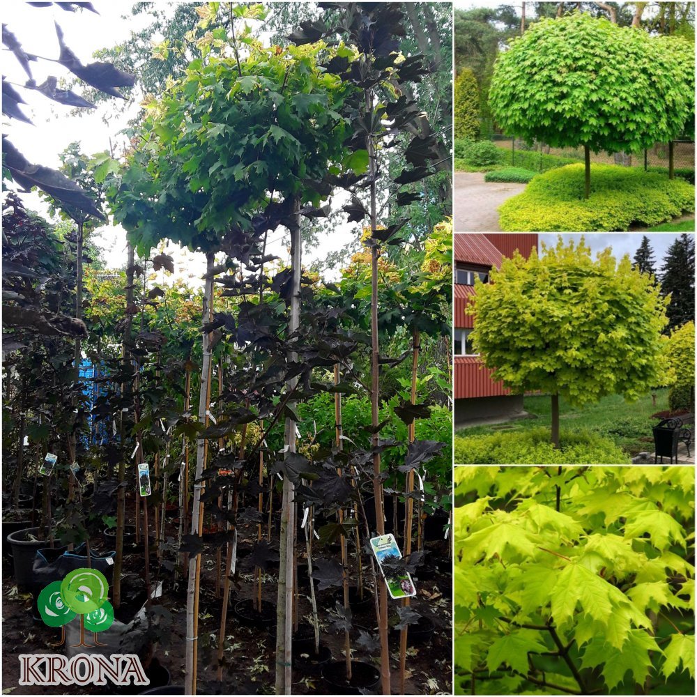 Саджанці купити Клен гостролистий (Acer platanoides) "Golden Globe" /Stam 180-200 см/контейнер С35 L