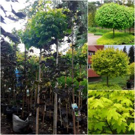 Клен гостролистий (Acer platanoides) "Golden Globe" /Stam 180-200 см/контейнер С35 L