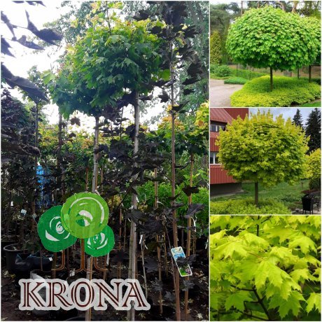 Саджанці купити Клен гостролистий (Acer platanoides) "Golden Globe" /Stam 180-200 см/контейнер С35 L