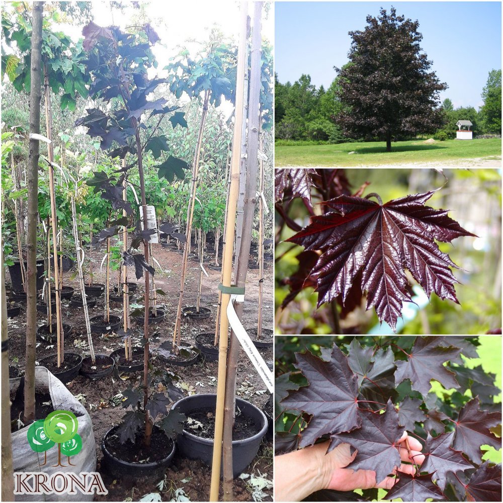 Саджанці купити Клен гостролистий (Acer platanoides) "Crimson King" /Н 250-300 см/контейнер С15 L