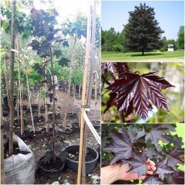 Клен гостролистий (Acer platanoides) "Crimson King" /Н 250-300 см/контейнер С15 L