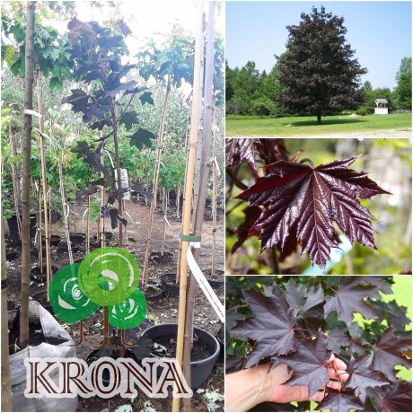 Саджанці купити Клен гостролистий (Acer platanoides) "Crimson King" /Н 250-300 см/контейнер С15 L