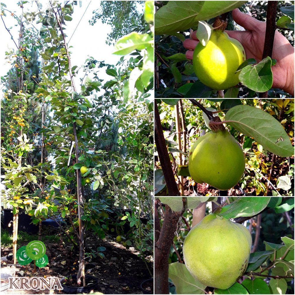 Саджанці купити Айва (Cydonia oblonga f. pyriformis) / H 180-200 см / контейнер С10 L