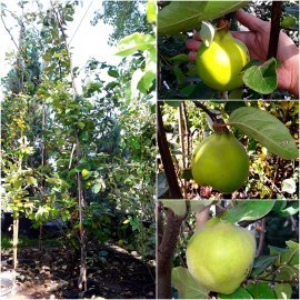 Айва (Cydonia oblonga f. pyriformis) / H 180-200 см / контейнер С10 L