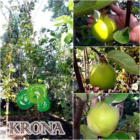 Саджанці купити Айва (Cydonia oblonga f. pyriformis) / H 180-200 см / контейнер С10 L