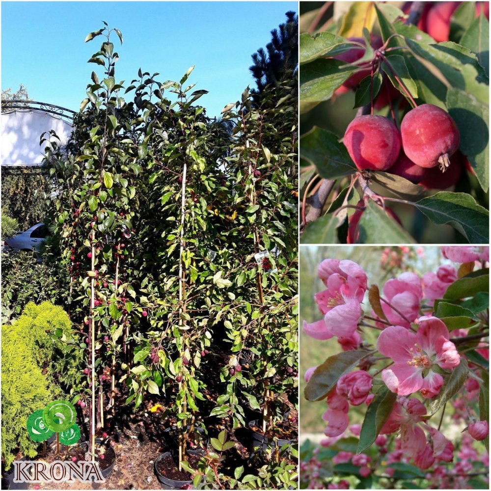 Саджанці купити Яблуня декоративна (Malus) "Ola" /H 200-230 см+/контейнер С10 L