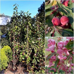 Яблуня декоративна (Malus) "Ola" /H 200-230 см+/контейнер С10 L