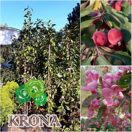 Саджанці купити Яблуня декоративна (Malus) "Ola" /H 200-230 см+/контейнер С10 L