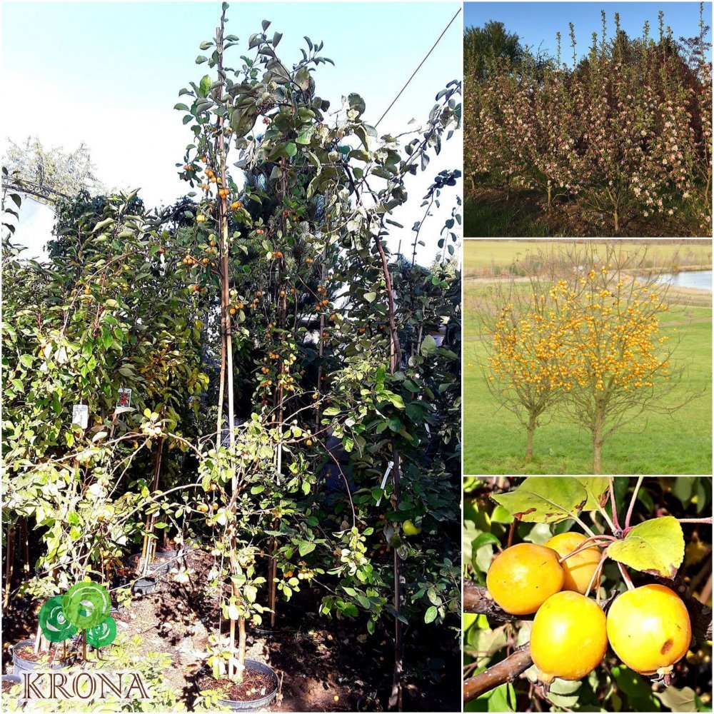 Саджанці купити Яблуня декоративна (Malus) "Yellow Siberian" /H 280-300 см/контейнер С20 L