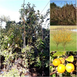 Яблуня декоративна (Malus) "Yellow Siberian" /H 280-300 см/контейнер С20 L