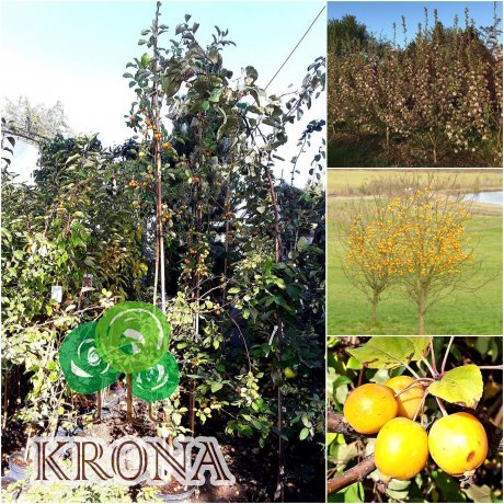 Саджанці купити Яблуня декоративна (Malus) "Yellow Siberian" /H 280-300 см/контейнер С20 L