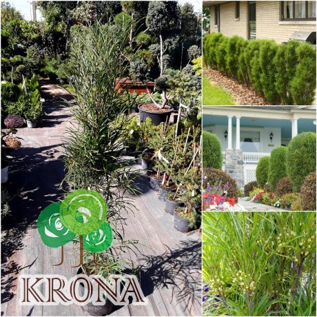 Саджанці купити Крушина ламка (Rhamnus frangula) "Fine Line" /Н 100 см+/ контейнер С7.5 L