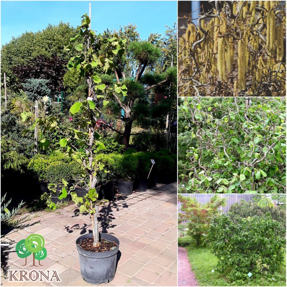 Саджанці купити Ліщина звичайна (Corylus avellana) "Contorta" / Н 100 см + / контейнер С15 L
