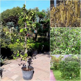 Ліщина звичайна (Corylus avellana) "Contorta" / Н 100 см + / контейнер С15 L Ліщина звичайна (Corylus avellana) "Contorta" / Н 100 см + / контейнер С15 L