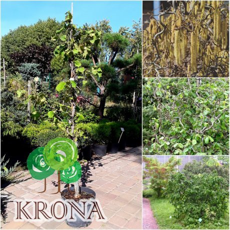 Саджанці купити Ліщина звичайна (Corylus avellana) "Contorta" / Н 100 см + / контейнер С15 L
