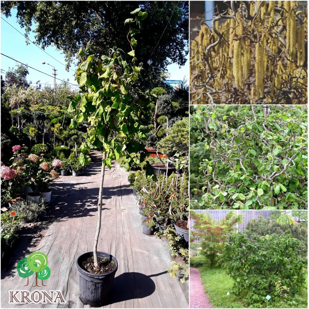 Саджанці купити Ліщина звичайна (Corylus avellana) "Contorta" / Stam 140-160 см / С20 L