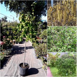 Ліщина звичайна (Corylus avellana) "Contorta" / Stam 140-160 см / С20 L