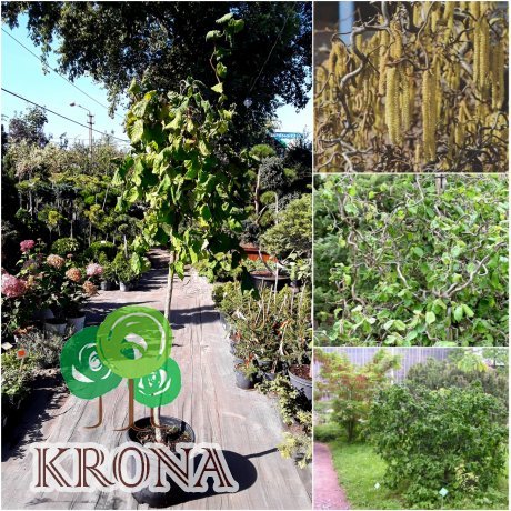 Саджанці купити Ліщина звичайна (Corylus avellana) "Contorta" / Stam 140-160 см / С20 L