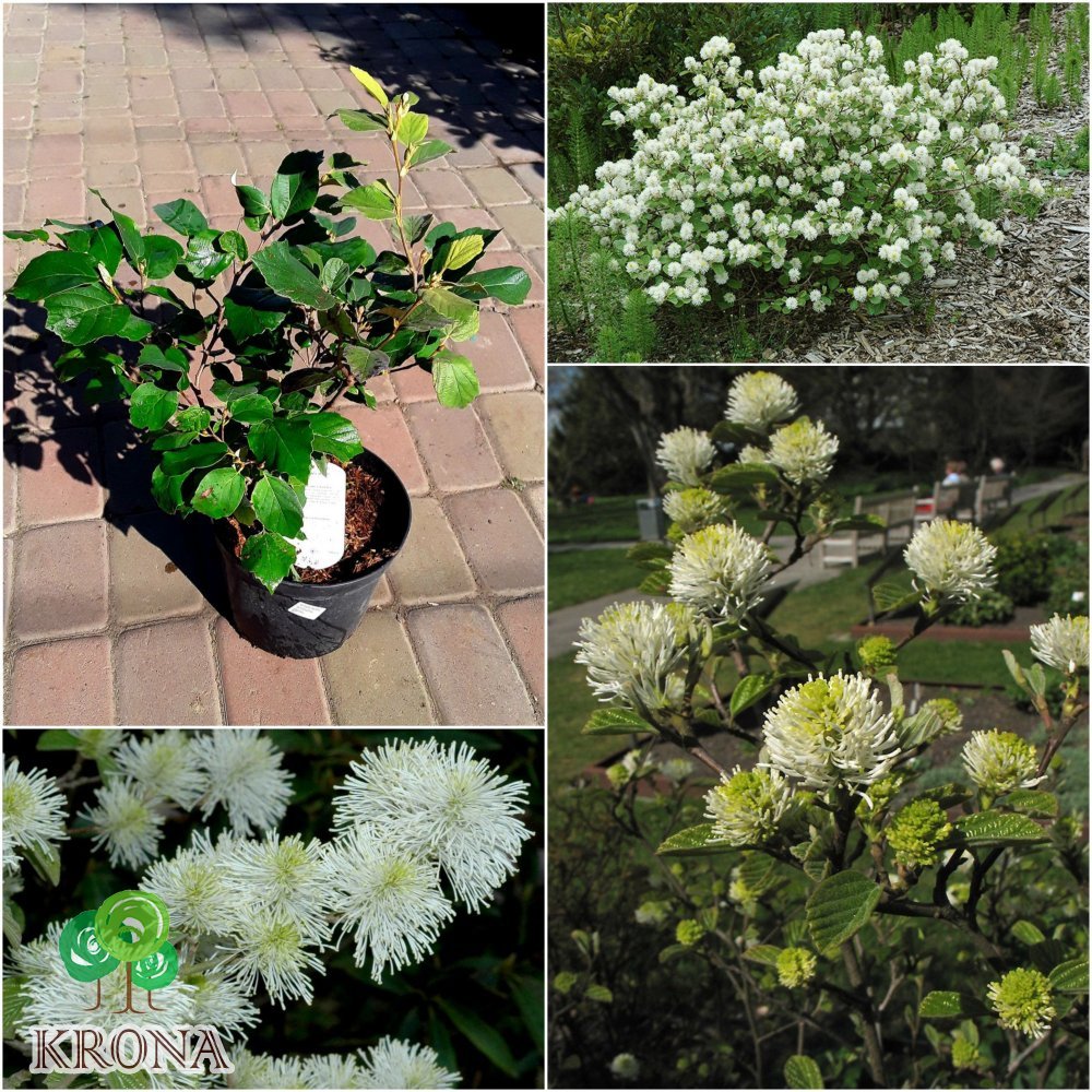 Саджанці купити Фотергіла велика (Fothergilla major) /Н 30-40 см/ контейнер С5 L